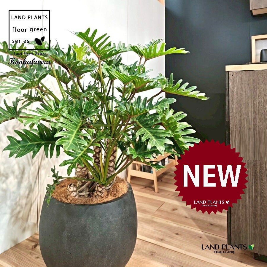 クッカバラ（フィロデンドロン：ザナドゥ） 10号 黒色 ぽってり スタイリッシュ 植木鉢 1鉢 【内部受皿・ココファイバー】 フィロデンドロンザナドゥ セローム Philodendron kookaburra