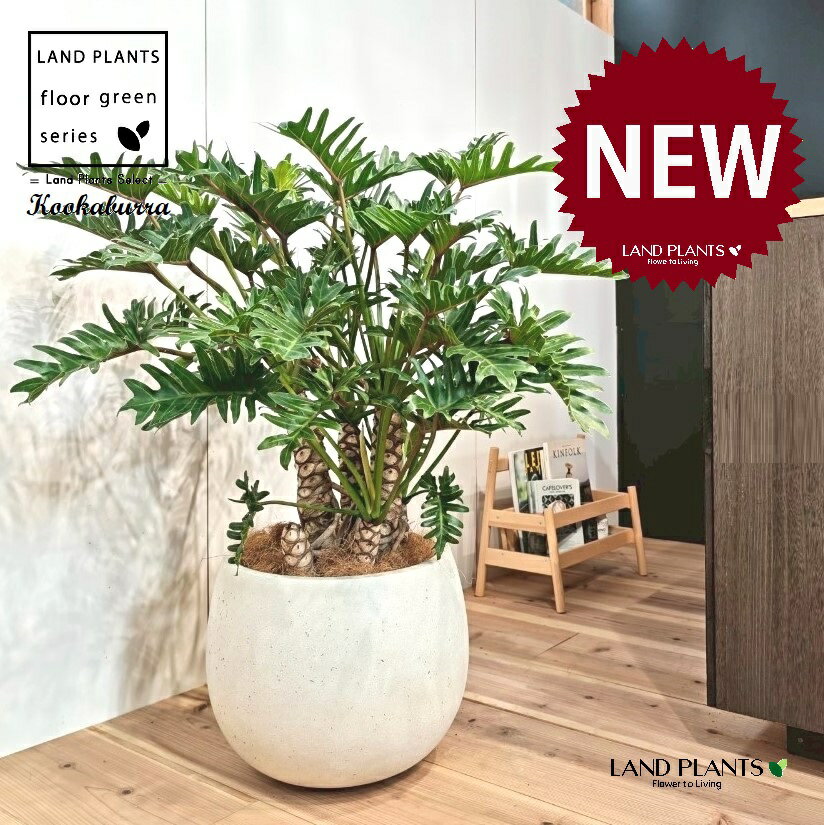 クッカバラ（フィロデンドロン：ザナドゥ） 10号 白色 ぽってり スタイリッシュ 植木鉢 1鉢 【内部受皿・ココファイバー】 フィロデンドロンザナドゥ セローム Philodendron kookaburra