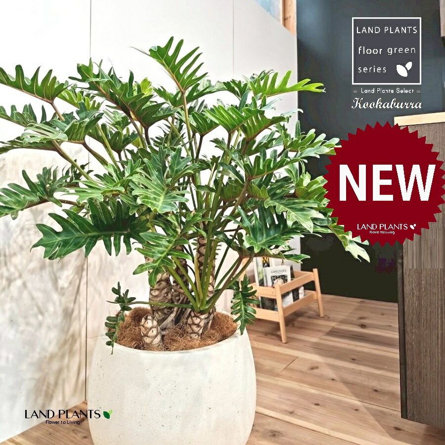 クッカバラ（フィロデンドロン：ザナドゥ） 10号 白色 ぽってり スタイリッシュ 植木鉢 1鉢 【内部受皿・ココファイバー】 フィロデンドロンザナドゥ セローム Philodendron kookaburra