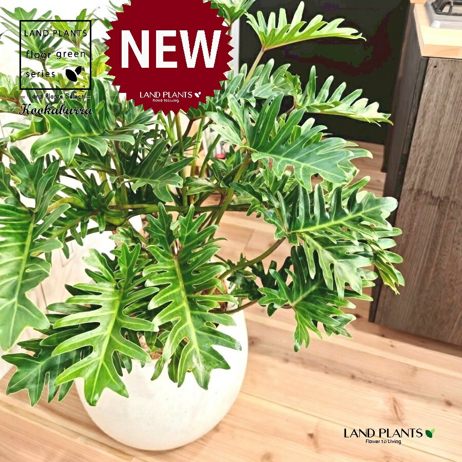 クッカバラ（フィロデンドロン：ザナドゥ） 10号 白色 ぽってり スタイリッシュ 植木鉢 1鉢 【内部受皿・ココファイバー】 フィロデンドロンザナドゥ セローム Philodendron kookaburra