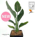 ストレリチア(レギネ:極楽鳥花) 4号 黒色 スクエア型 プラスチック鉢 1鉢 【受皿・ココファイバー】 ストレリチアレギネ ゴクラクチョウカ Bird of Paradise Flower Strelitzia reginae