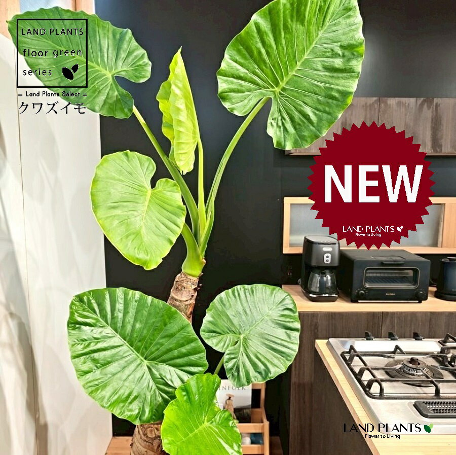 クワズイモ（出世芋） 10号 黒色 ぽってり スタイリッシュ 植木鉢 1鉢 【内部受皿・ココファイバー】 ..