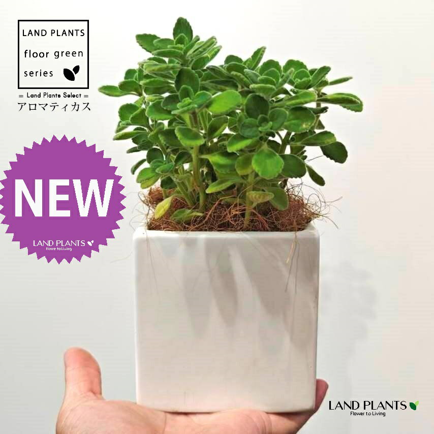 アロマティカス（緑葉） 白色 キューブ型 陶器鉢 1鉢 【受皿・ココファイバー】 プレクトランサス 多肉 多肉植物 Aromaticus cuba oregano