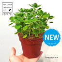 アロマティカス(緑葉) 茶色 プラスチック鉢 1鉢 【ココファイバー】 プレクトランサス 多肉 多肉植物 Aromaticus cuba oregano