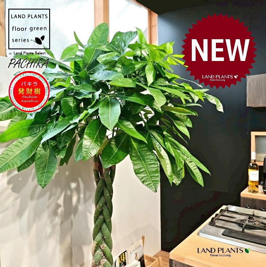 パキラ（編込み） 10号 黒色 ぽってり スタイリッシュ 植木鉢 1鉢 【内部受皿・ココファイバー】発財樹..