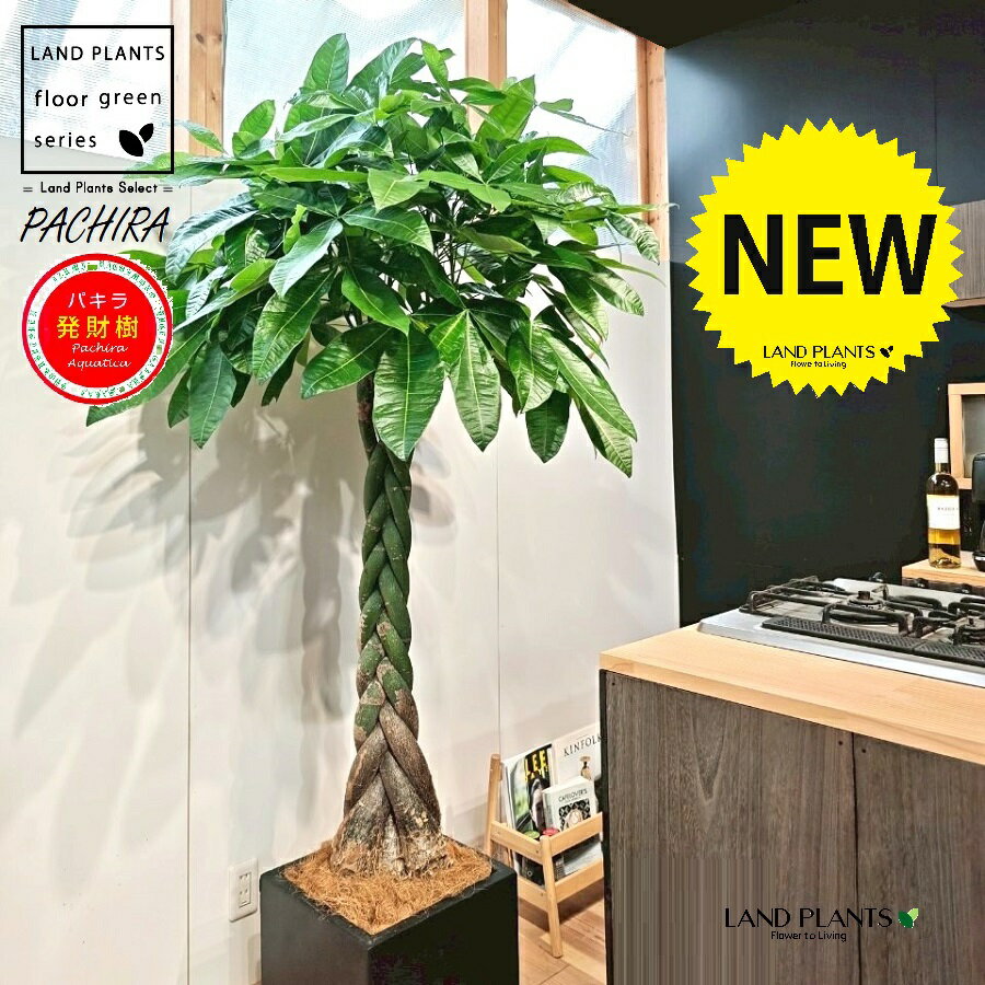 パキラ（編込み） 10号 黒色 ファイバー製 キューブ型 陶器鉢 1鉢 【内部受皿・ココファイバー】発財樹..