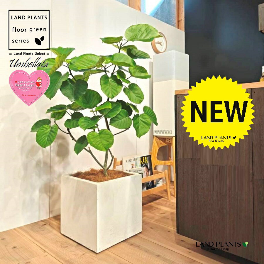 ウンベラータ（低木仕立ての自然樹形） 10号 白色 ファイバー製 キューブ型 陶器鉢 1鉢 【受皿・ココファイバー】 フィカス フィカスウンベラータ ゴム ゴムの木 ウランベータ ウンダベータ Ficus umbellata