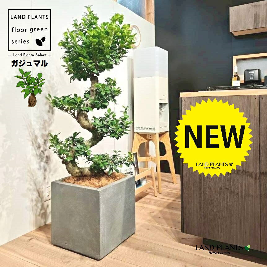 ガジュマル（曲がり盆栽） 10号 灰色 ファイバー製 キューブ型 陶器鉢 1鉢 【ココファイバー・受皿】 H120cm程度 がじゅまる 沖縄 多幸の木 キジムナー 精霊 ちゅらさん 細葉榕 正榕 榕樹 我樹丸 Ficus microcarpa