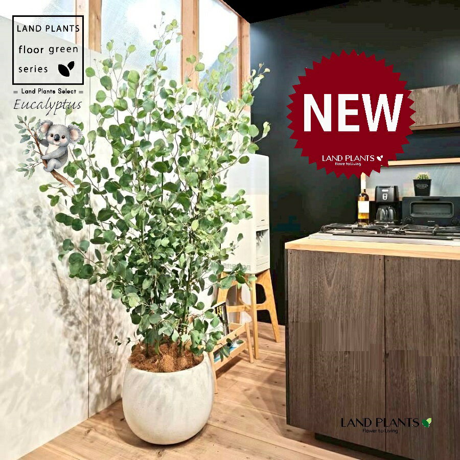 ユーカリ（ポポラス） 10号 白色 ぽってり スタイリッシュ 植木鉢 1鉢 【ココファイバー・プラ皿】 丸場 マルバ 丸場ユーカリ ユーカリの木 コアラ コアラの木 Eucalyptus polyanthemos