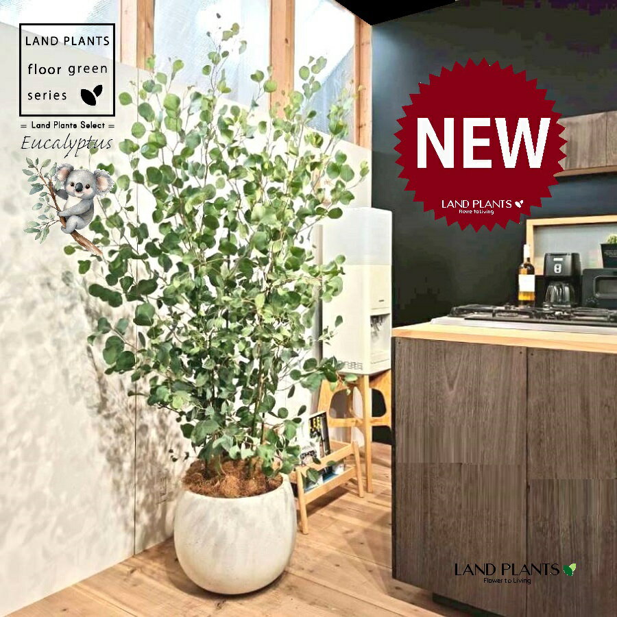 ユーカリ（ポポラス） 10号 白色 ぽってり スタイリッシュ 植木鉢 1鉢 【ココファイバー・プラ皿】 丸場 マルバ 丸場ユーカリ ユーカリの木 コアラ コアラの木 Eucalyptus polyanthemos