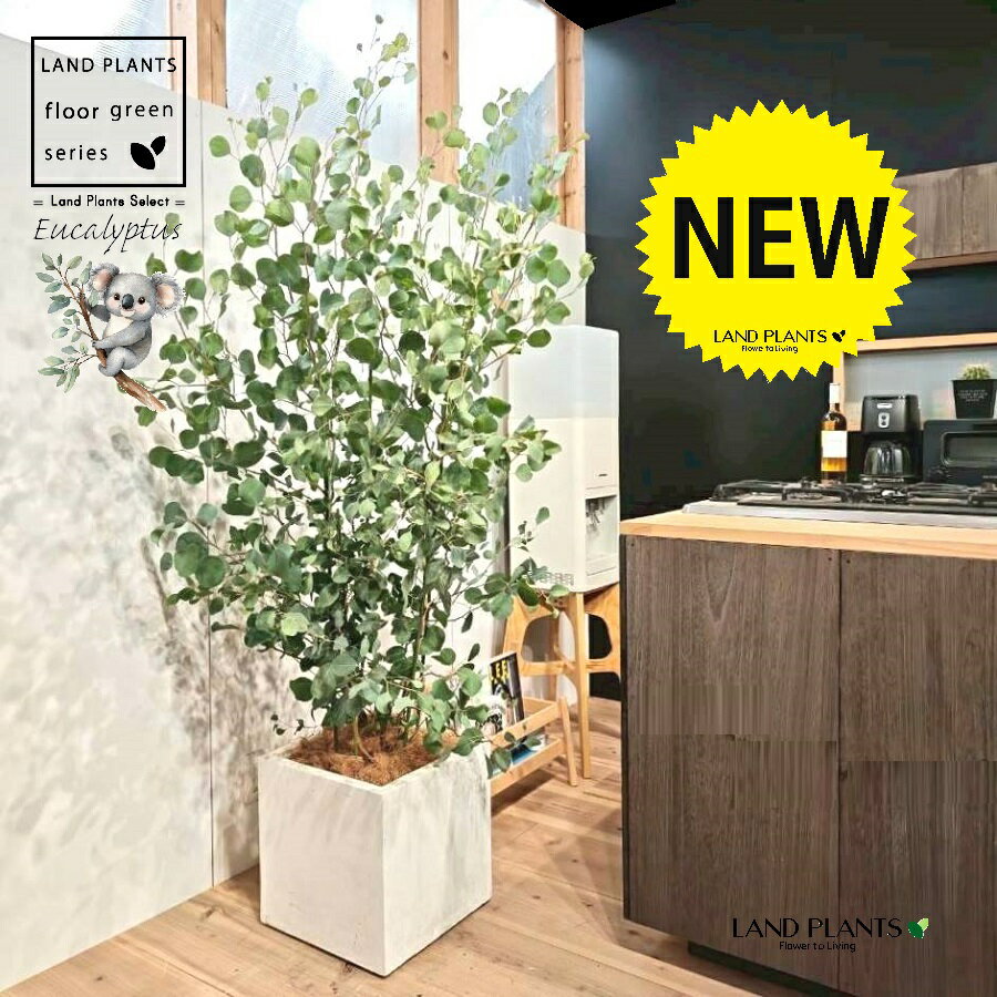 ユーカリ（ポポラス） 10号 白色 ファイバー製 キューブ型 陶器鉢 1鉢 【ココファイバー・プラ皿】 丸場 マルバ 丸場ユーカリ ユーカリの木 コアラ コアラの木 Eucalyptus polyanthemos