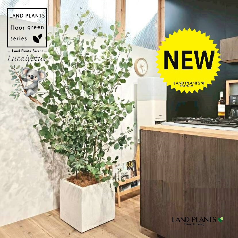 ユーカリ（ポポラス） 10号 白色 ファイバー製 キューブ型 陶器鉢 1鉢 【ココファイバー・プラ皿】 丸場 マルバ 丸場ユーカリ ユーカリの木 コアラ コアラの木 Eucalyptus polyanthemos