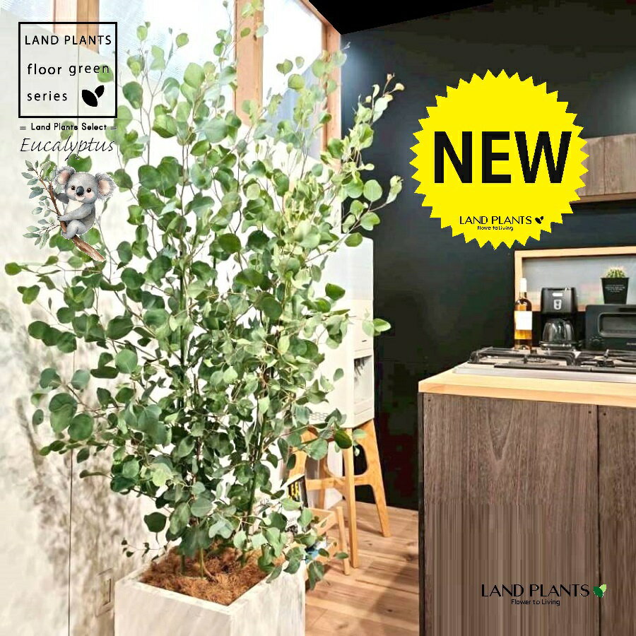 ユーカリ（ポポラス） 10号 白色 ファイバー製 キューブ型 陶器鉢 1鉢 【ココファイバー・プラ皿】 丸場 マルバ 丸場ユーカリ ユーカリの木 コアラ コアラの木 Eucalyptus polyanthemos