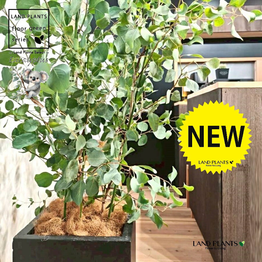 ユーカリ（ポポラス） 10号 黒色 ファイバー製 キューブ型 陶器鉢 1鉢 【ココファイバー・プラ皿】 丸場 マルバ 丸場ユーカリ ユーカリの木 コアラ コアラの木 Eucalyptus polyanthemos