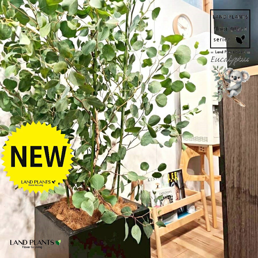 ユーカリ（ポポラス） 10号 黒色 ファイバー製 キューブ型 陶器鉢 1鉢 【ココファイバー・プラ皿】 丸場 マルバ 丸場ユーカリ ユーカリの木 コアラ コアラの木 Eucalyptus polyanthemos