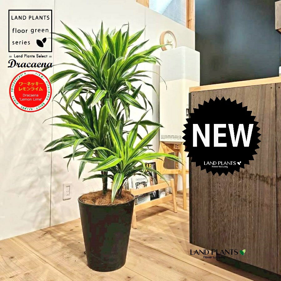 ドラセナ（低木仕立て：ワーネッキー・レモンライム） 10号 黒色 セラアート鉢 1鉢 【ココファイバー・..