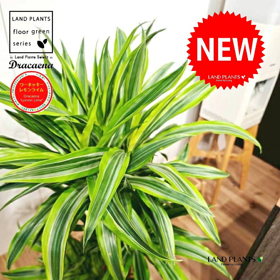 ドラセナ（ワーネッキー・レモンライム） 8号 白色 セラアート鉢 1鉢 【ココファイバー・受皿】 ドラセナワーネッキー ドラセナワーネッキーレモンライム シロシマセンネンボク Dracaena ’lemon lime'