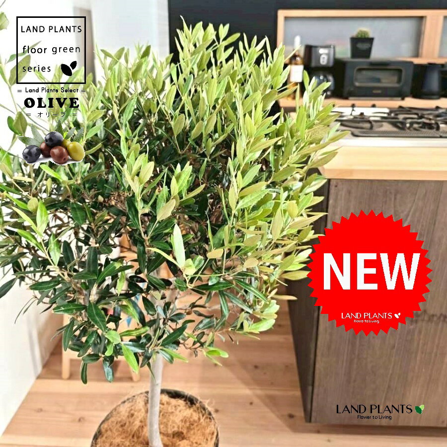 オリーブ（トピアリー仕立て） 10号 黒色 セラアート鉢 1鉢 【受皿・ココファイバー】 オリーブの木 オ..