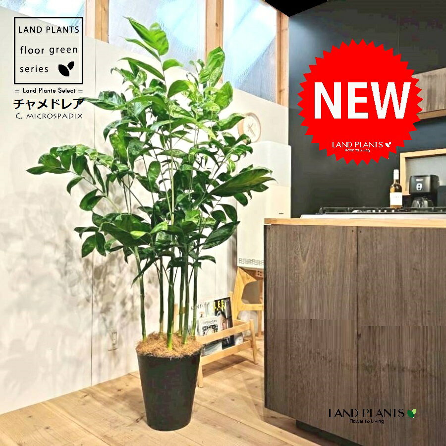 チャメドレア（高性品種：大型） 10号 黒色 セラアート鉢 1鉢 【ココファイバー・受皿】 高性チャメドレア コウセイチャメドレア チャメ ヤシ ヤシノキ 椰子 椰子の木 C. microspadix