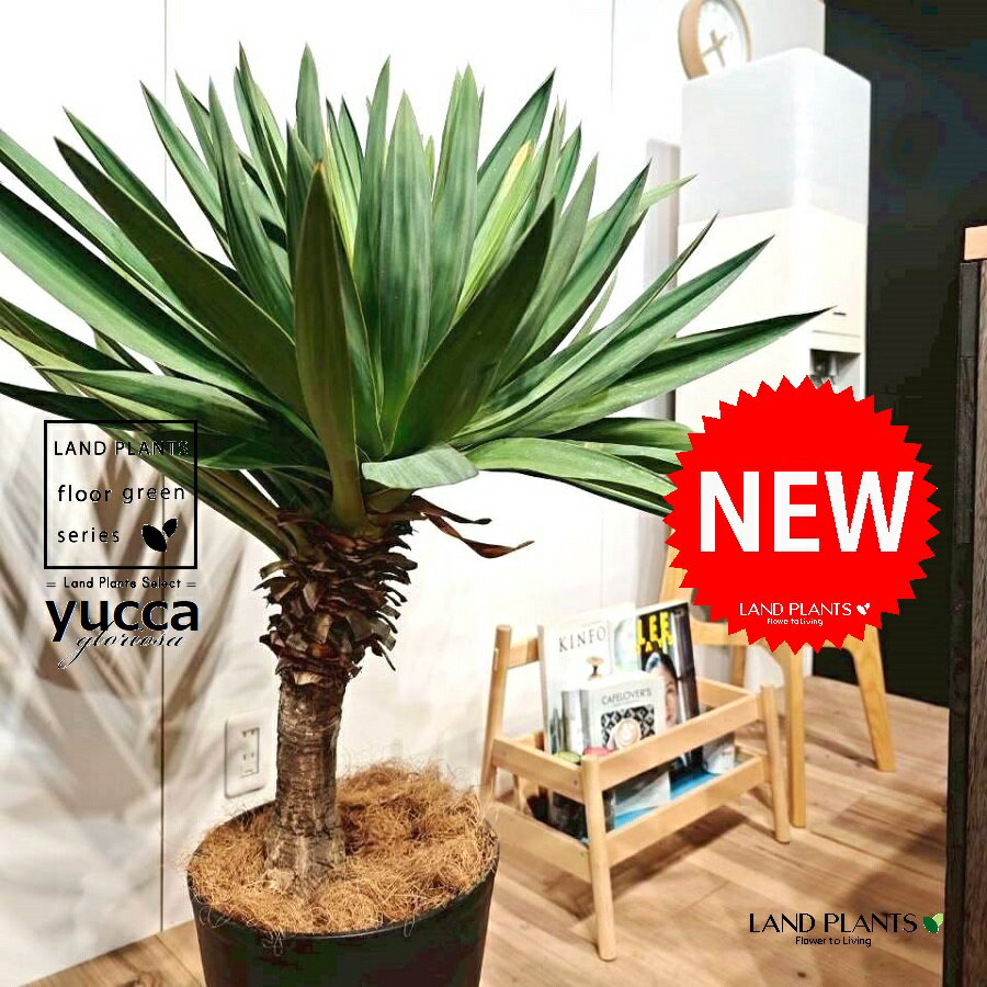 ユッカ（グロリオーサ：幹あり） 10号 黒色 セラアート鉢 1鉢 【ココファイバー・受皿】 ユッカグロリオサ グロリオサ ユッカ ヤッカ ドライガーデン yucca gloriosa