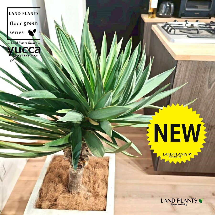 ユッカ（グロリオーサ：幹あり） 10号 白色 ファイバー製 キューブ型 1鉢 【ココファイバー・受皿】 ユッカグロリオサ グロリオサ ユッカ ヤッカ ドライガーデン yucca gloriosa