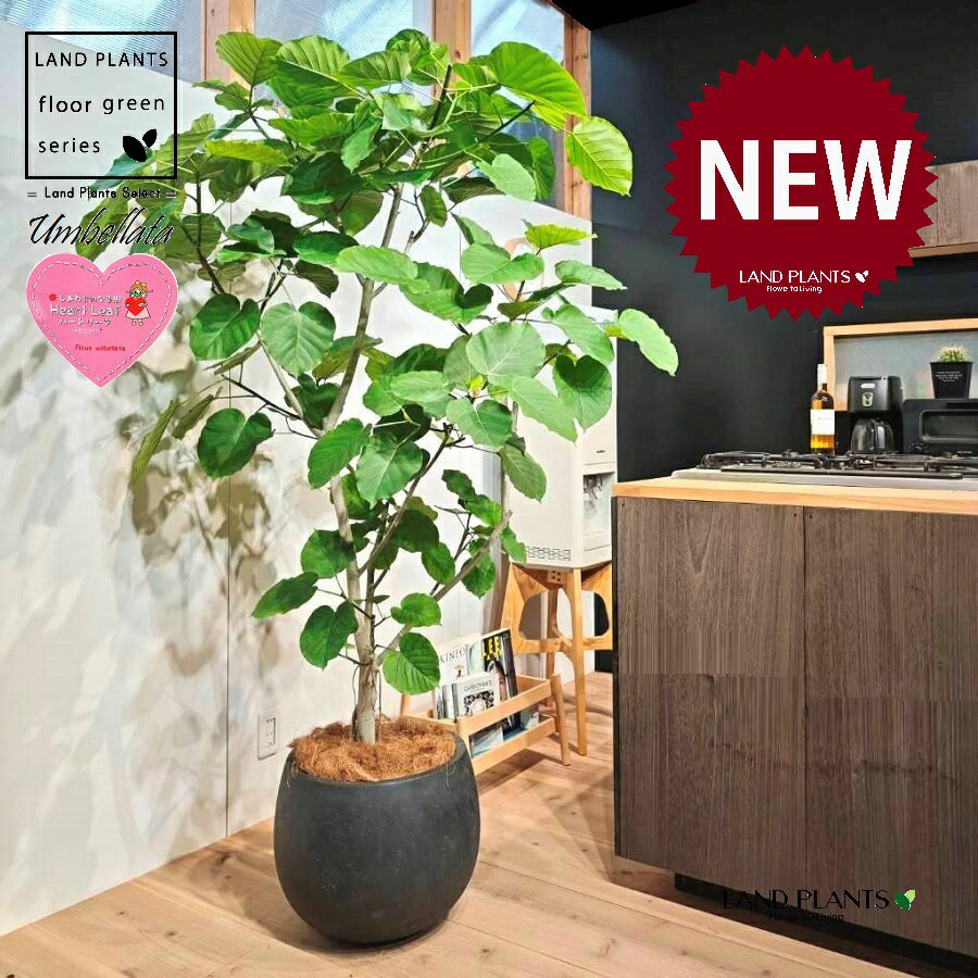 ウンベラータ（大型：自然樹形） 10号 黒色 ぽってり スタイリッシュ 植木鉢 1鉢 【内部受皿・ココファイバー】 フィカス フィカスウンベラータ ゴム ゴムの木 ウランベータ ウンダベータ Ficus umbellata