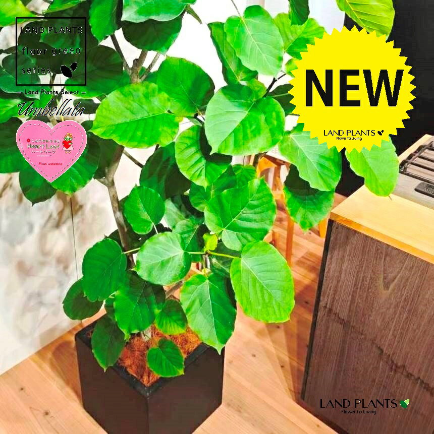 ウンベラータ（大型：自然樹形） 10号 黒色 ファイバー製 キューブ型 陶器鉢 1鉢 【内部受皿・ココファイバー】 フィカス フィカスウンベラータ ゴム ゴムの木 ウランベータ ウンダベータ Ficus umbellata