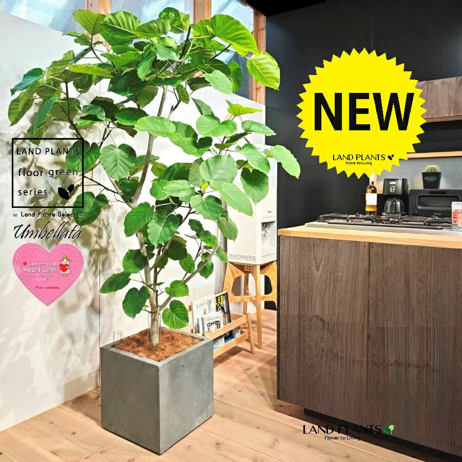 ウンベラータ（大型：自然樹形） 10号 灰色 ファイバー製 キューブ型 陶器鉢 1鉢 【内部受皿・ココファイバー】 フィカス フィカスウンベラータ ゴム ゴムの木 ウランベータ ウンダベータ Ficus umbellata