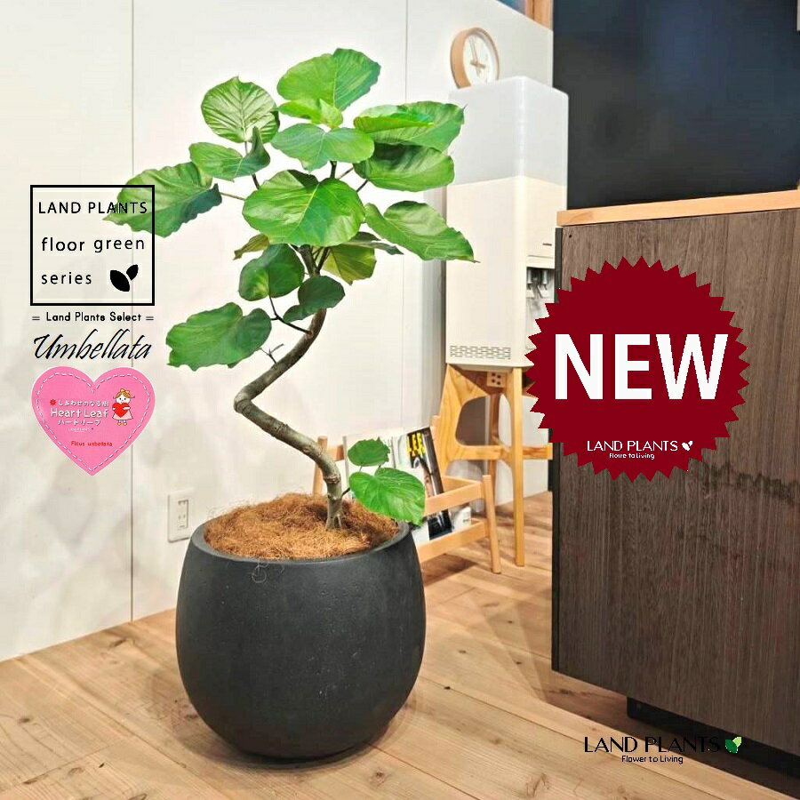 ウンベラータ（低木仕立ての 3D曲がり） 10号 黒色 ぽってり スタイリッシュ 植木鉢 1鉢 【内部受皿・ココファイバー】 曲がり 曲げ カーブ フィカス フィカスウンベラータ ゴム ゴムの木 Ficus umbellata 7-0988