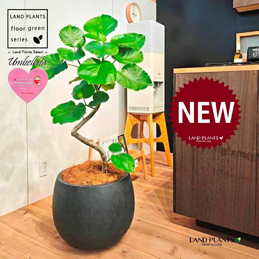 ウンベラータ（低木仕立ての 3D曲がり） 10号 黒色 ぽってり スタイリッシュ 植木鉢 1鉢 【内部受皿・ココファイバー】 曲がり 曲げ カーブ フィカス フィカスウンベラータ ゴム ゴムの木 Ficus umbellata 7-0988