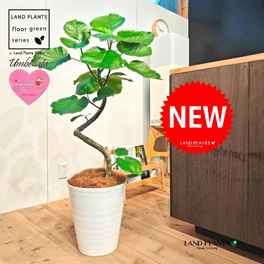 ウンベラータ（低木仕立ての 3D曲がり） 10号 白色 セラアート鉢 1鉢 【受皿・ココファイバー】 曲がり 曲げ カーブ フィカス フィカスウンベラータ ゴム ゴムの木 Ficus umbellata 7-0988