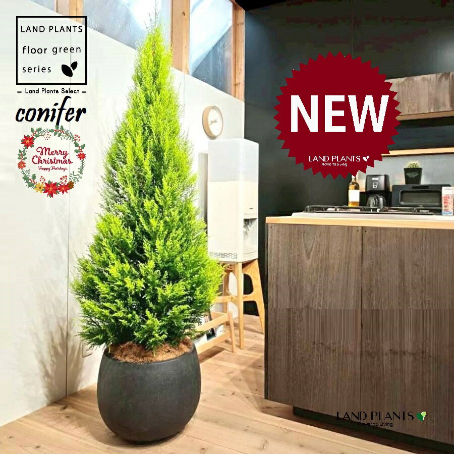 ゴールドクレスト（ツリー型：180cm） 10号 黒色 ぽってり スタイリッシュ 植木鉢 1鉢 【受皿・ココファイバー】 クリスマス クリスマスツリー ヒバ コニファー コニファ ヒノキ 針葉樹 conifer Hesperocyparis macrocarpa 'Goldcrest'