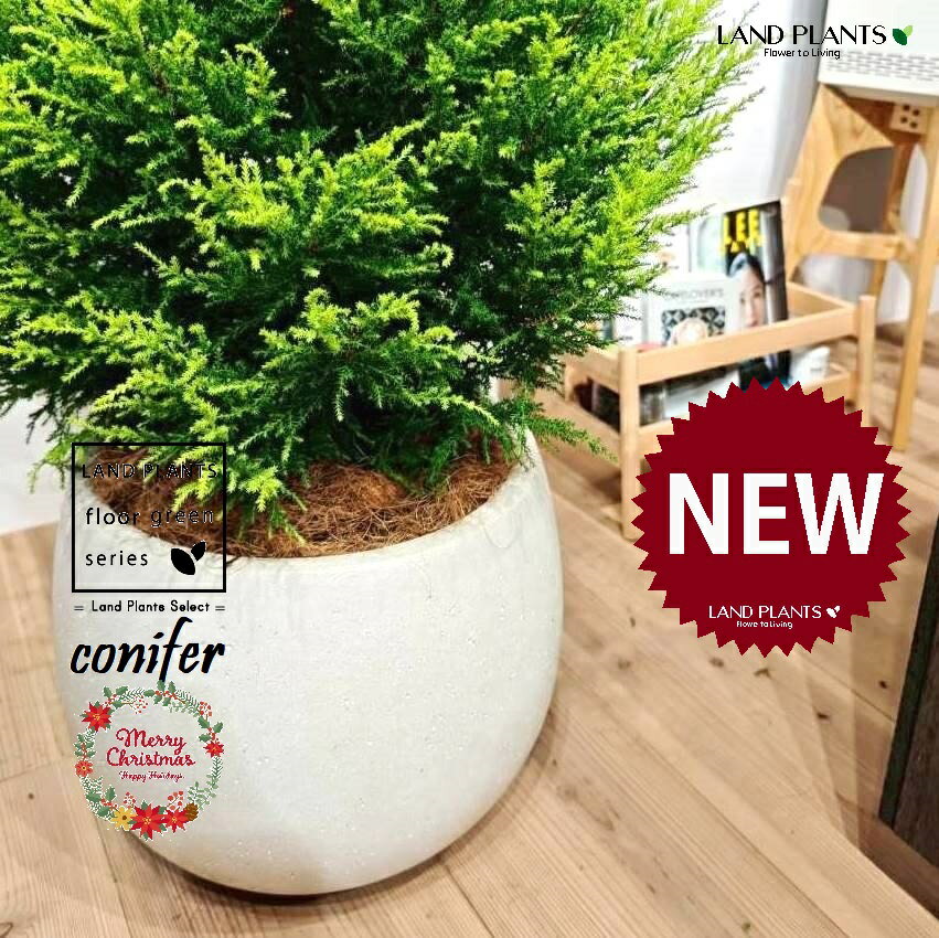 ゴールドクレスト（ツリー型：180cm） 10号 白色 ぽってり スタイリッシュ 植木鉢 1鉢 【受皿・ココファイバー】 クリスマス クリスマスツリー ヒバ コニファー コニファ ヒノキ 針葉樹 conifer Hesperocyparis macrocarpa 'Goldcrest'