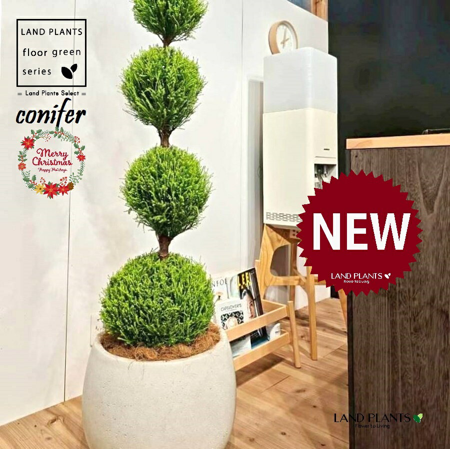 ゴールドクレスト（5段ボール仕立てのトピアリー：160cm） 10号 白色 ぽってり スタイリッシュ 植木鉢 1鉢 【受皿・ココファイバー】 玉造り トピアリー クリスマス クリスマスツリー ヒバ コニファー コニファ ヒノキ conifer 'Goldcrest'