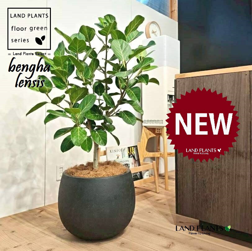 ベンガルゴム（低木仕立ての自然樹形） 10号 黒色 ぽってり スタイリッシュ 植木鉢 1鉢 【内部受皿・ココファイバー】 フィカス ベンガレンシス オードリー ゴムの木 ゴム Ficus benghalensis 8