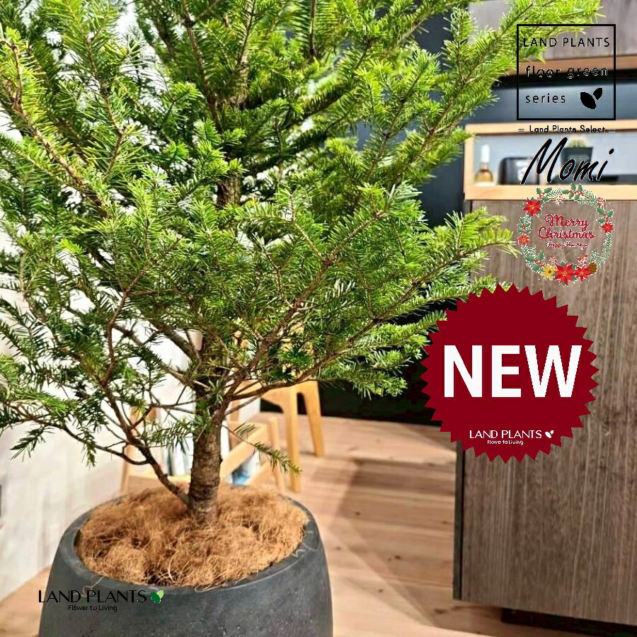 モミの木（ツリー型：180cm） 10号 黒色 ぽってり スタイリッシュ 植木鉢 1鉢 【受皿・ココファイバー】 クリスマスツリー もみ モミノ木 樅 樅の木 モミノキf. pendula Honda シダレモミ Momi fir Japanese fir Abies firma