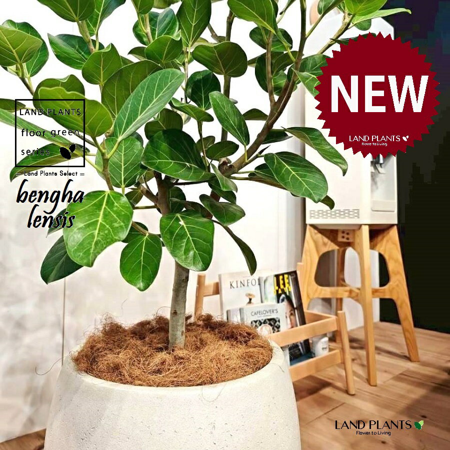 ベンガルゴム（低木仕立ての自然樹形） 10号 白色 ぽってり スタイリッシュ 植木鉢 1鉢 【内部受皿・ココファイバー】 フィカス ベンガレンシス オードリー ゴムの木 ゴム Ficus benghalensis 8