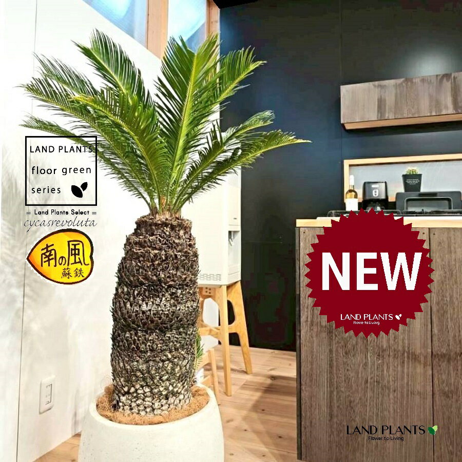 ソテツ（蘇鉄：巨木H130） 12号 白色 ぽってり スタイリッシュ 植木鉢 1鉢 【内部受皿・ココファイバー】裸子植物 ジャパニーズ・サゴ・パーム Cycas revoluta Japanese sago palm