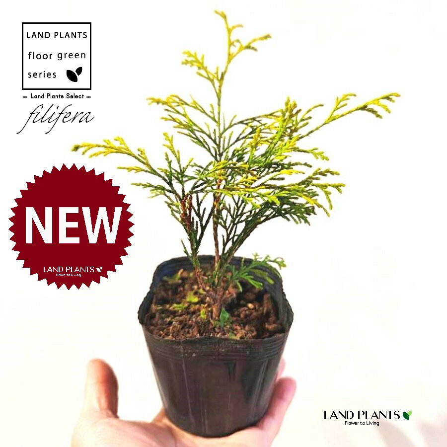 フィリフェラ（オーレア） 3.5号 ポット苗 1鉢 フィリフェラオーレア オウゴンヒヨクヒバ オウゴンワイセイスイリュウヒバ コニファ コニファー 下草 下くさ Chamaecyparis pisifera ‘Filifera Aurea’