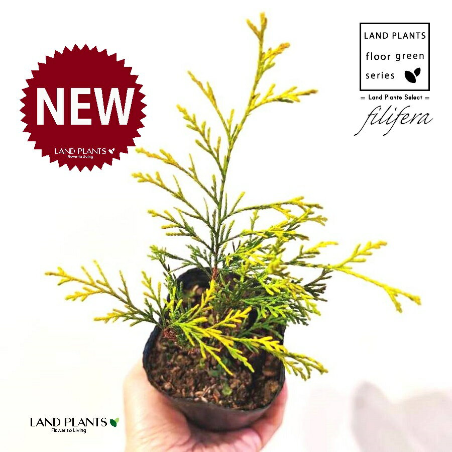 フィリフェラ（オーレア） 3.5号 ポット苗 1鉢 フィリフェラオーレア オウゴンヒヨクヒバ オウゴンワイセイスイリュウヒバ コニファ コニファー 下草 下くさ Chamaecyparis pisifera ‘Filifera Aurea’