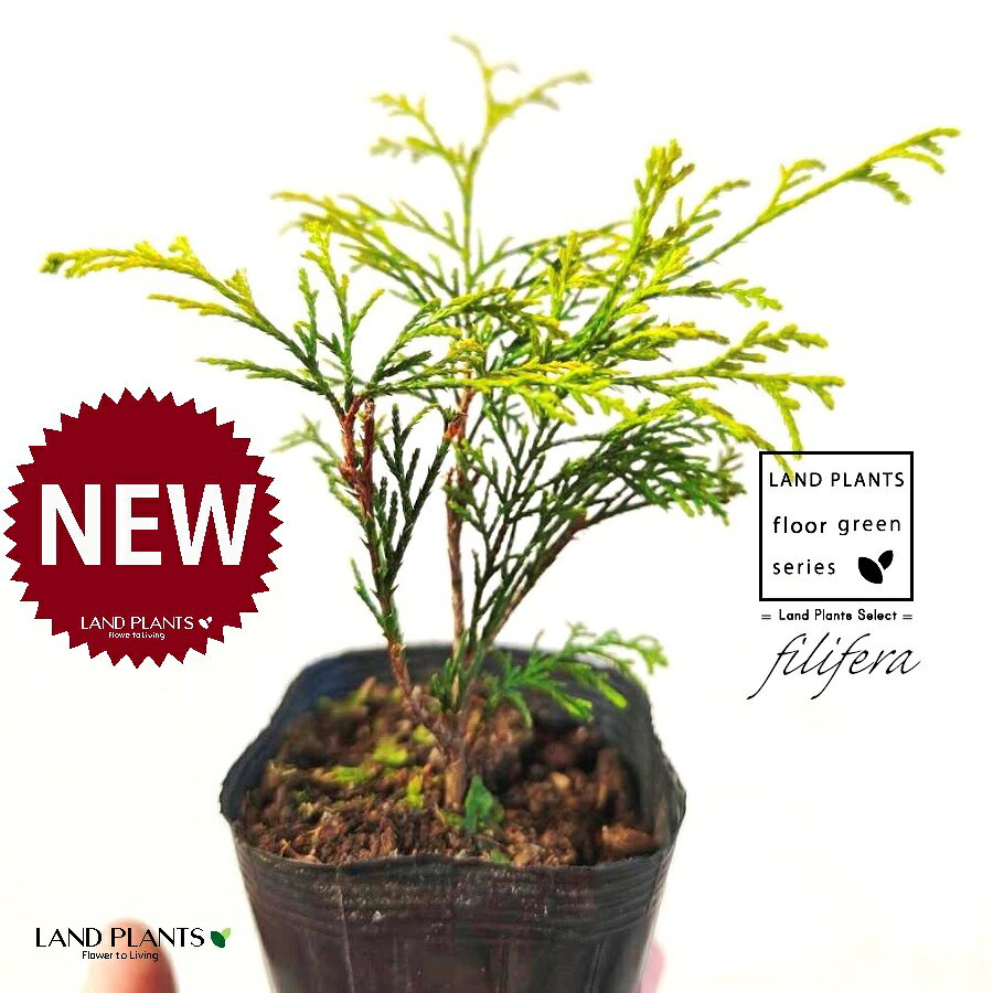 フィリフェラ（オーレア） 3.5号 ポット苗 1鉢 フィリフェラオーレア オウゴンヒヨクヒバ オウゴンワイセイスイリュウヒバ コニファ コニファー 下草 下くさ Chamaecyparis pisifera ‘Filifera Aurea’