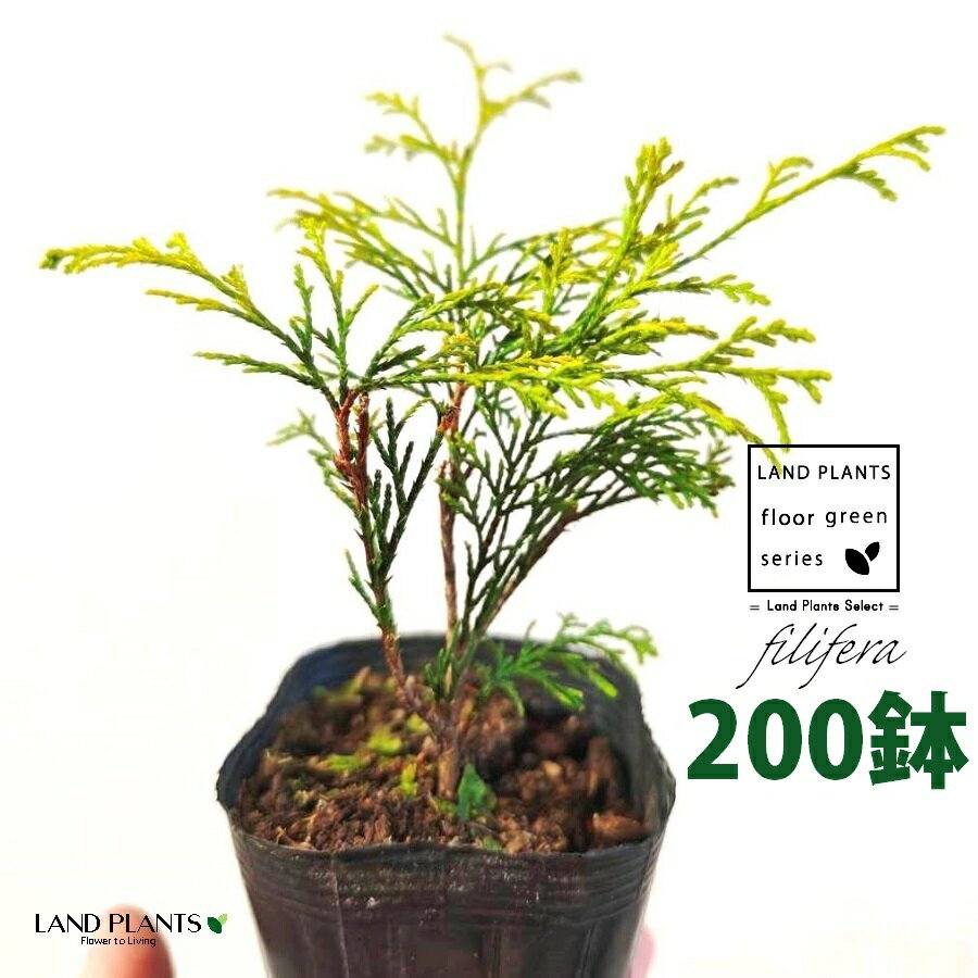 フィリフェラ（オーレア） 3.5号 ポット苗 （200鉢） フィリフェラオーレア オウゴンヒヨクヒバ オウゴンワイセイスイリュウヒバ コニファ コニファー 下草 下くさ Chamaecyparis pisifera ‘Filifera Aurea’
