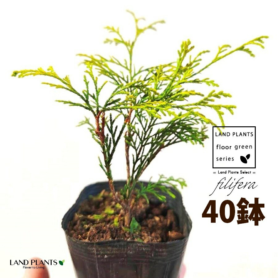 フィリフェラ（オーレア） 3.5号 ポット苗 （40鉢） フィリフェラオーレア オウゴンヒヨクヒバ オウゴンワイセイスイリュウヒバ コニファ コニファー 下草 下くさ Chamaecyparis pisifera ‘Filifera Aurea’