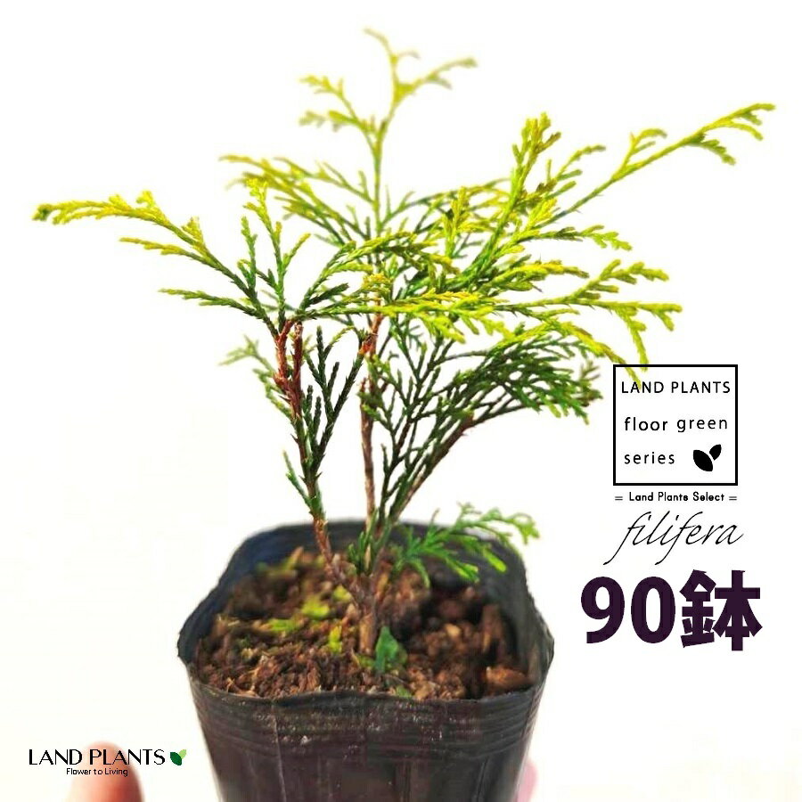 フィリフェラ（オーレア） 3.5号 ポット苗 （90鉢） フィリフェラオーレア オウゴンヒヨクヒバ オウゴンワイセイスイリュウヒバ コニファ コニファー 下草 下くさ Chamaecyparis pisifera ‘Filifera Aurea’