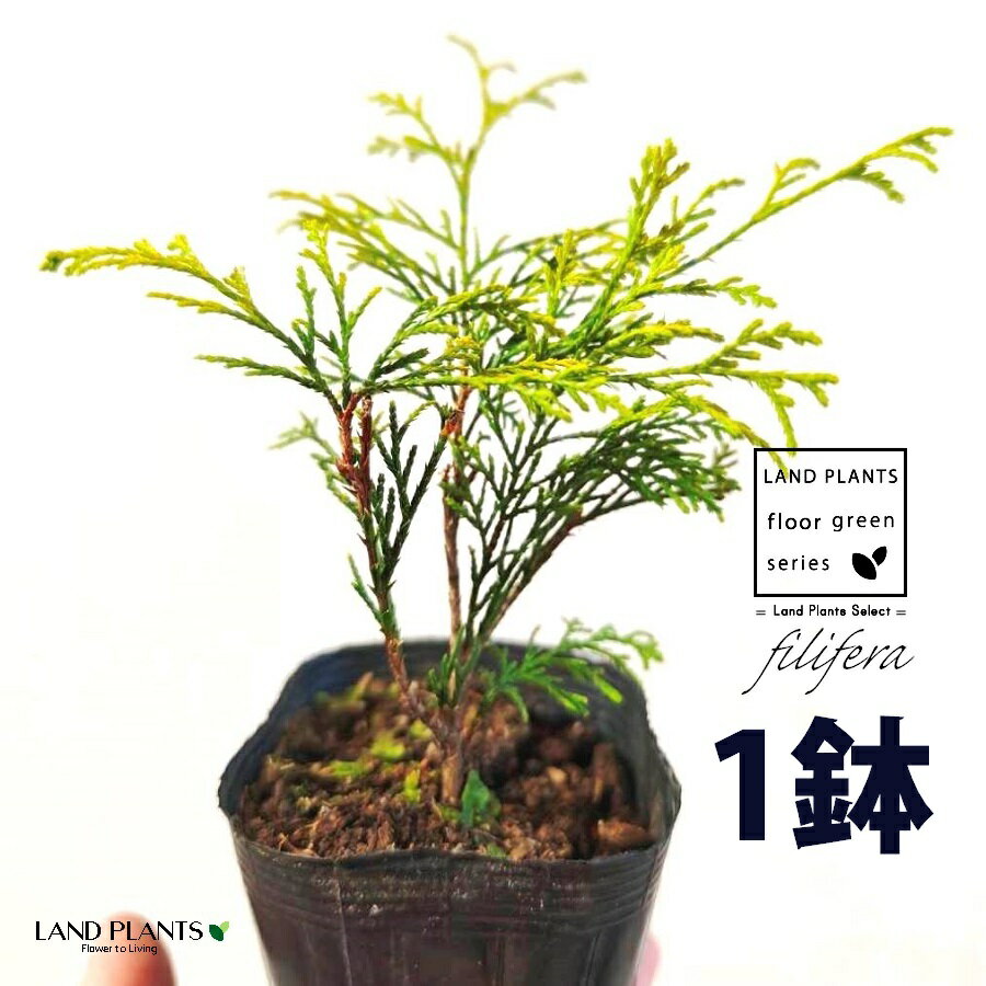 フィリフェラ（オーレア） 3.5号 ポット苗 （1鉢） フィリフェラオーレア オウゴンヒヨクヒバ オウゴンワイセイスイリュウヒバ コニファ コニファー 下草 下くさ Chamaecyparis pisifera ‘Filifera Aurea’