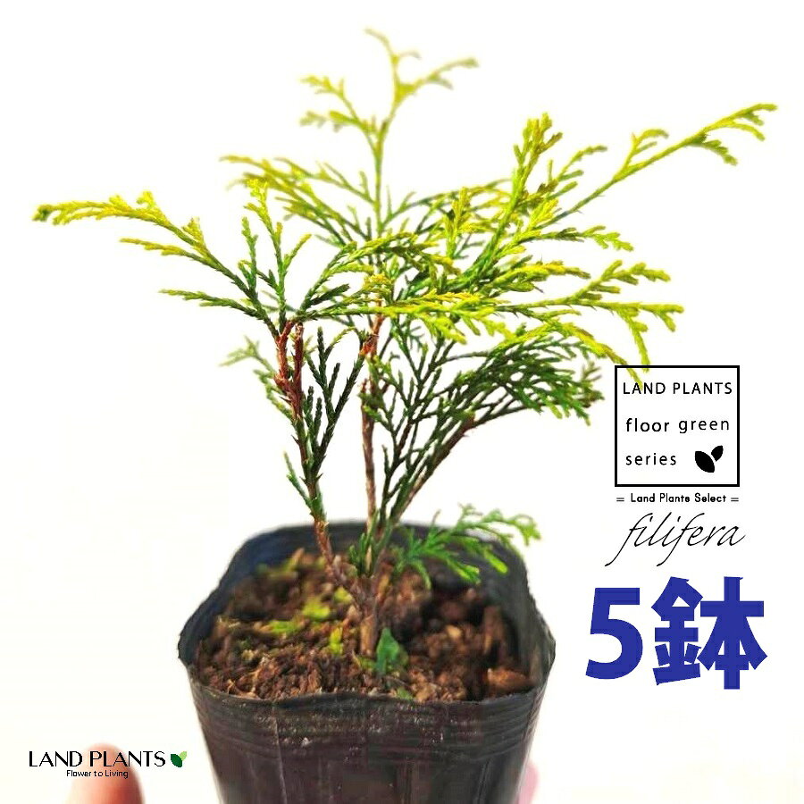 フィリフェラ（オーレア） 3.5号 ポット苗 （5鉢） フィリフェラオーレア オウゴンヒヨクヒバ オウゴンワイセイスイリュウヒバ コニファ コニファー 下草 下くさ Chamaecyparis pisifera ‘Filifera Aurea’