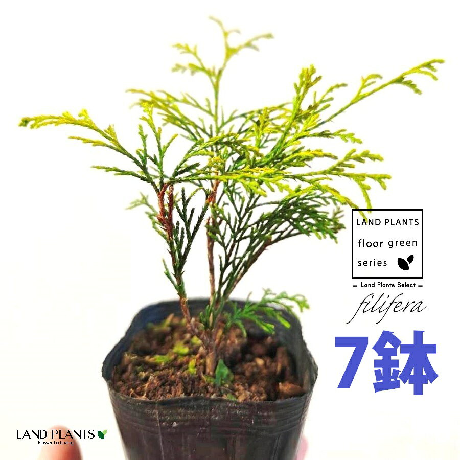 フィリフェラ（オーレア） 3.5号 ポット苗 （7鉢） フィリフェラオーレア オウゴンヒヨクヒバ オウゴンワイセイスイリュウヒバ コニファ コニファー 下草 下くさ Chamaecyparis pisifera ‘Filifera Aurea’
