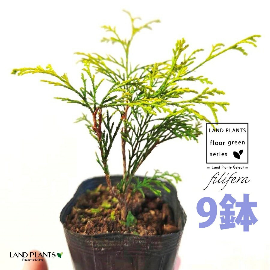 フィリフェラ（オーレア） 3.5号 ポット苗 （9鉢） フィリフェラオーレア オウゴンヒヨクヒバ オウゴンワイセイスイリュウヒバ コニファ コニファー 下草 下くさ Chamaecyparis pisifera ‘Filifera Aurea’