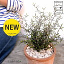 コロキア（コトネアスター） 茶色 モスポット シリンダー型 陶器鉢（天然砕石）Corokia　cotoneaster 鉢植え 鉢 素焼 テラコッタ 茶 ブラウン 丸 丸形 観葉植物 植物 送料無料 育て方カード