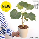【お試し】 フィカス(ペティオラリス)4号 白色 プラスチック鉢(バークチップ) 赤ウンべ 赤ウンベラータ フィカスペティオラリス プラ鉢 苗 苗木 白 ホワイ...